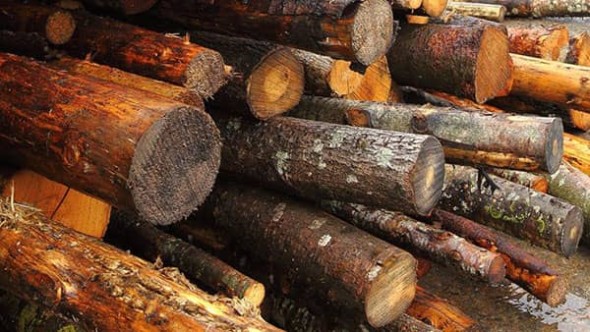Biomass at Tofte Norway