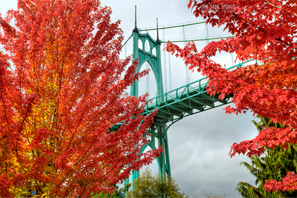 Red-orange fall leaves in front of the St. John's Bridge in Portland, OR