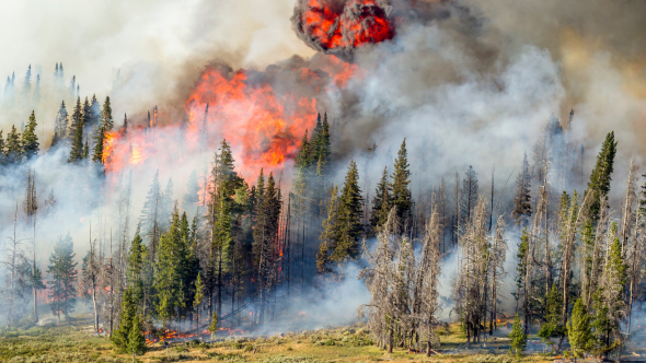 Forest Fire