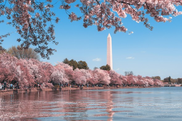 Washington DC Memorial with cherry blossoms and water
