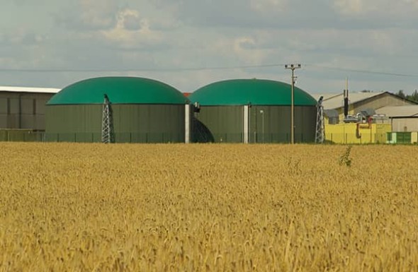 Modern renewable gas production facility with a feedstock crop in the foreground – renewable gas is more expensive than fossil gas in part because it is more distributed and harder to process.