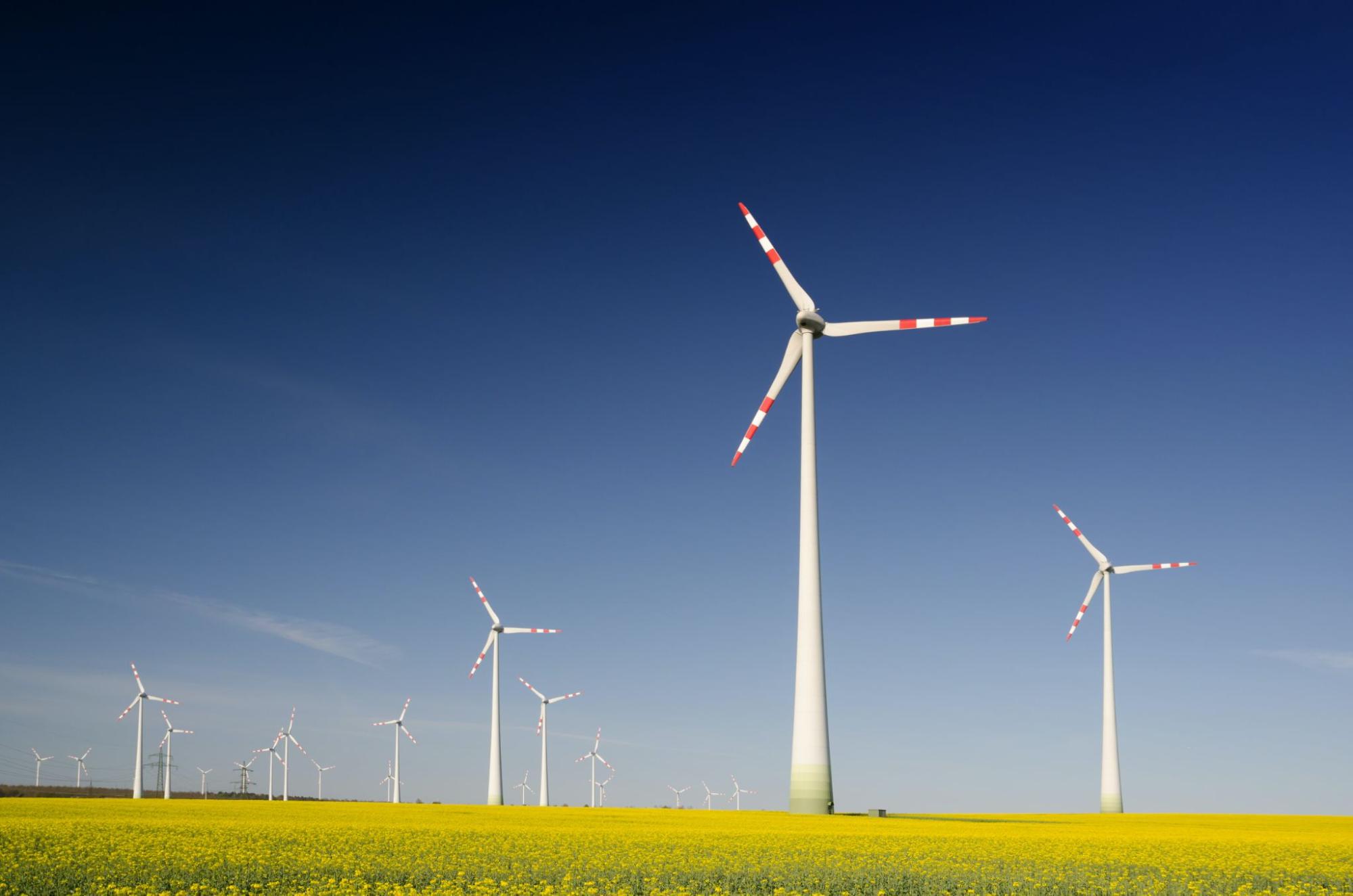 Field of windmills