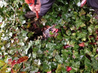 Water Meter Box Under Vines